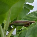 제비네 농장2 이미지