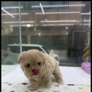 더 반려 강아지분양 고양이분양 잠실본점 이미지