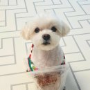 플루피 | 강아지 바삭바삭한 간식 추천 대전 플루피 오리 울대 급여 후기