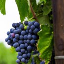 율현농장 이미지