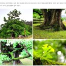 만복꽈배기
