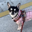 해온동물의료센터 | 이스턴동물의료센터 :: 호평동물병원 남양주 금곡 강아지 응급의료센터 추천