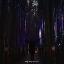 대숲여행 이미지