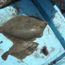 가재미로 이미지