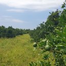 준이농장 이미지