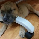 똥강아지 이미지