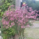 환타지아 이미지