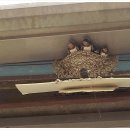 뽕나무민박 이미지