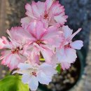 더숲엔젤 이미지