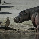 HIPPO 이미지