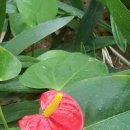 바우바우 이미지