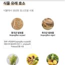 치킨 스캔들 | <과식 스캔들>이젠 과식이 두렵지 않아요!속이 편해지는 애터미 파인자임 효소 후기