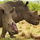 코뿔소 이미지