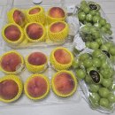 과일파티 Daum카페