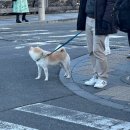 세븐일레븐 영천황금점 | 🇯🇵“오사카” 여행✈️ 2024.01.15~01.20