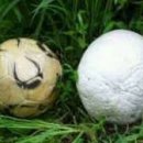 배구공만 한 '희귀 버섯' 발견…놀라운 효능 이미지