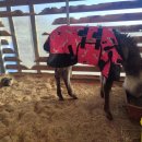 동그리펜션 이미지