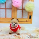 애견은 내친구 이미지