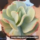 모모카서비스 이미지