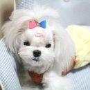 미스터독 이미지