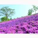 한밭수목원 동원 이미지