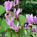 앵초 이미지