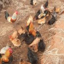 자연농원 이미지