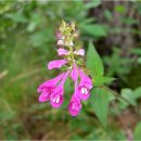 꽃며느리 이미지