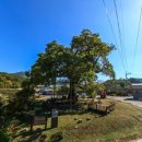 함안 영동리 회화나무 이미지