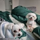 까까요 dog 이미지