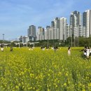 승강장위2교 | 5월 서울 갈만한 곳: 반포한강 서래섬 유채꽃 축제부터 차없는 잠수교까지(위치 꿀팁, 사진스팟, 꽃구경...