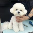 청 애견미용 이미지