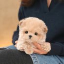 광주강아지분양 고양이분양 미유펫 본점 이미지