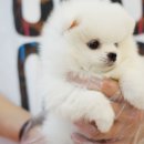 화이트포메라니안 이미지