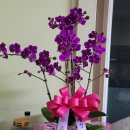 약막2길 5, (안림동) 이미지