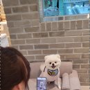 댕욕탕 이미지