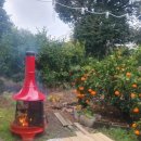 내동이 새왓댁 이미지