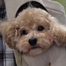 포천 럭스제이 애견펜션 이미지