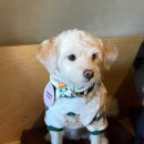 퍼피애견 이미지