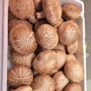 고노골농장 이미지