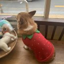 그냥,점례 이미지