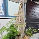 범어초교병설 이미지