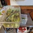 꿀순파김치솥뚜껑생삼겹살 이미지