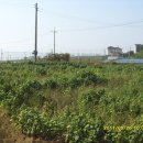 양도면-5 이미지