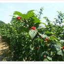 장척농장 이미지