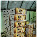 채원농장 이미지