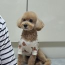 새롬자동차 | [초산모 임신일기] 임신 6개월 차 이야기 - 20주~23주 동안 증상 및 일상, 아기 옷 구매