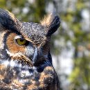 음악으로배우는영어 이미지