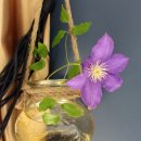 메드플라워 이미지