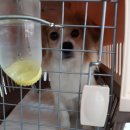 루비켄넬 이미지